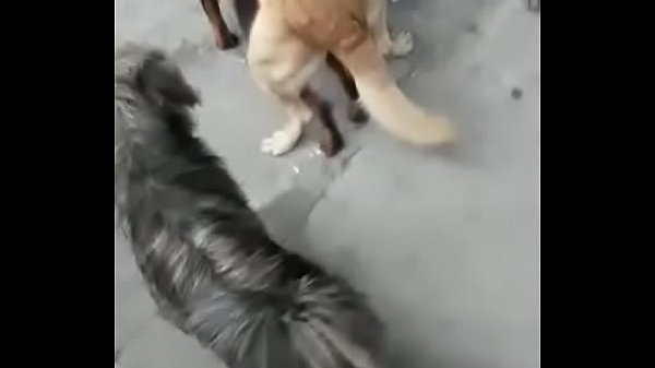 Transando Com Animais